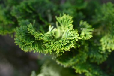 Graceful Hinoki cypress - Latin name - Chamaecyparis obtusa Gracils clipart