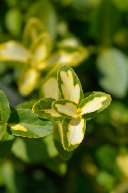 Wintercreeper Blondy Latince adı Euonymus Fortune Sarışın