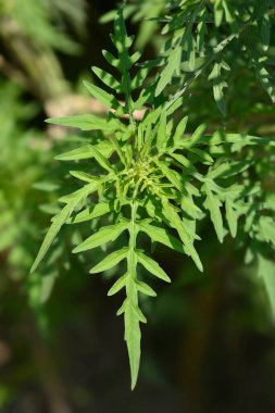 Yaygın yosun yaprakları - Latince adı - Ambrosia artemisiifolia