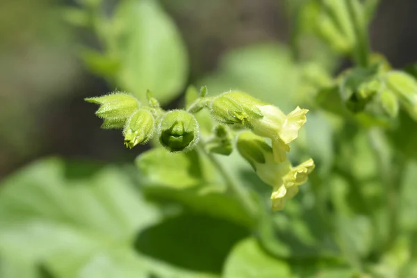 Tabac Aztèque Nom Latin Nicotiana Rustica — Photo