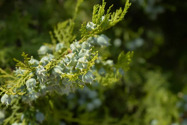 Oriental Thuja Λατινική Ονομασία Platycladus Orientalis Thuja Orientalis — Φωτογραφία Αρχείου