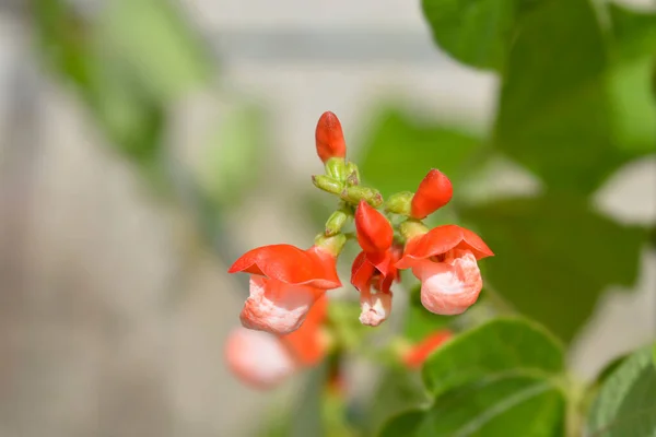 Rödbetsböna Latinskt Namn Phaseolus Coccineus — Stockfoto