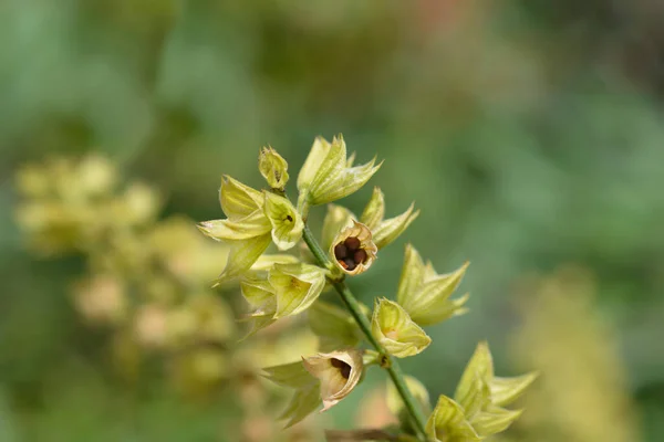 쓰이는 꼬투리 라틴어 Salvia Officinalis — 스톡 사진