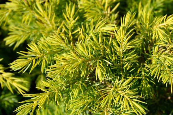 Παράρτημα Shore Juniper Allgold Λατινική Ονομασία Juniperus Conferta Allgold — Φωτογραφία Αρχείου