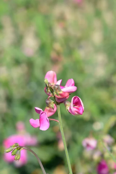 Широкие Листья Вечного Гороха Латинское Название Lathyrus Latifolius — стоковое фото