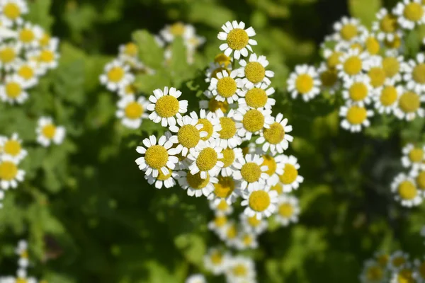 Aranyláz Latin Név Tanacetum Parthenium Aureum Chrysantemum Parthenium Aureum — Stock Fotó