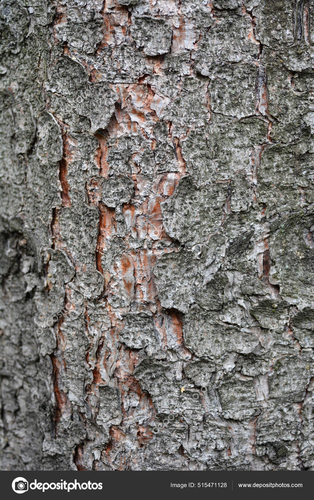 Longbranch Norway Spruce Pictures Longbranch Norway Spruce Stock Photos Images Depositphotos