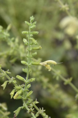 Himalaya Bulut Adaçayı sarı çiçek - Latince adı - Salvia nubicola
