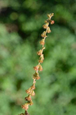 Yaygın tarım tohumları - Latince adı - Agrimonia Eupatoria