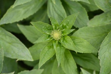 Büyük mavi lobelia - Latince adı - Lobelia siphilitica