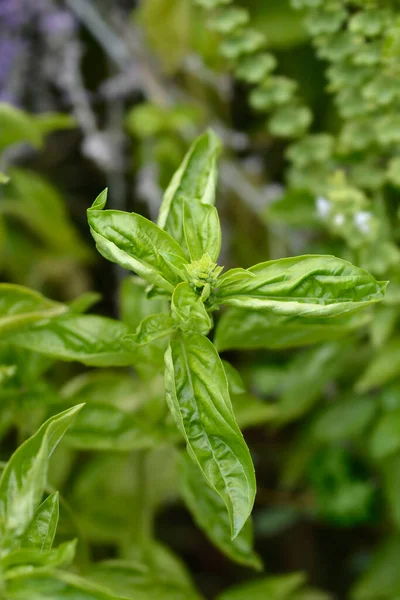 Dedaunan Kemangi Umum Nama Latin Ocimum Basilicum — Stok Foto