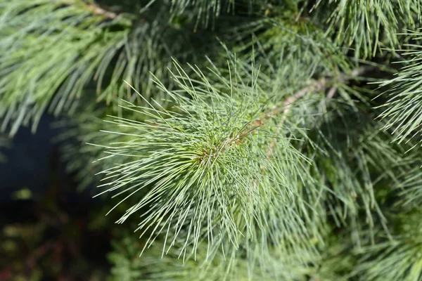 Гималайская Сосна Латинское Название Pinus Wallichiana — стоковое фото
