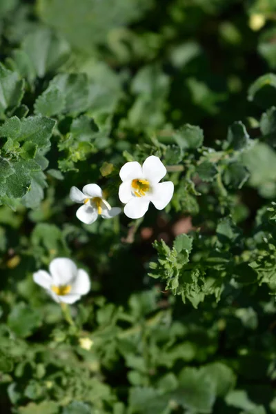 Díszítő Bacopa Virágok Latin Név Chaenostoma Cordatum — Stock Fotó