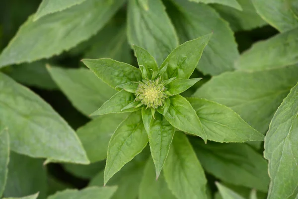 Lobelia Biru Besar Nama Latin Lobelia Siphilitica — Stok Foto