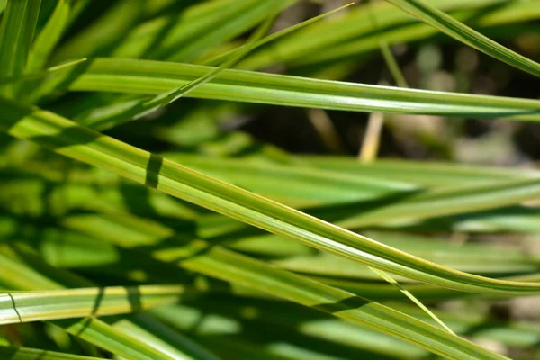 Japanese Sedge Everlime Latin Name Carex Oshimensis Everlime — Stock Photo, Image