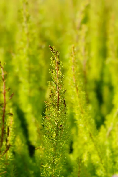 Hinter Heather Alberts Gold Leaves Latin Name Erica Arborea Alberts — 图库照片