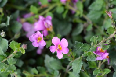 Süslü bakopa pembe çiçekleri - Latince adı Chaenostoma cordatum