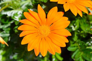 Hazine çiçeği - Latince adı - Gazania melezleri