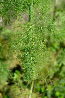 Genel rezene yaprakları - Latince adı - Foeniculum vulgare