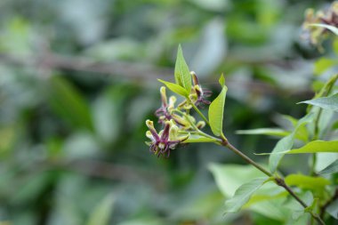 Silkvine çiçekleri - Latince adı - Periploca graeca