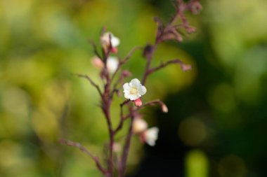 Mercan Çanları Gümüş Parşömenler - Latince adı Heuchera Gümüş Parşömenler