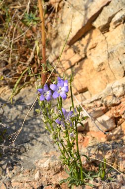 Baca çanı çiçeği - Latince adı - Campanula piramidalis