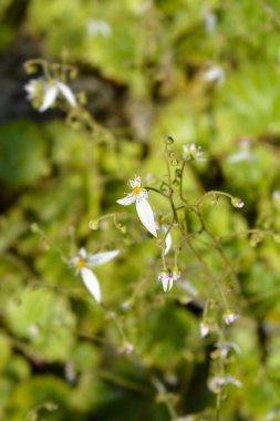 Sürünen saxifrage - Latince adı - Saxifraga stolonifera (Saxifraga sarmentosa)