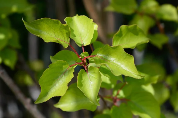 アプリコットの木の葉 ラテン語名 Prunus Armeniaca — ストック写真