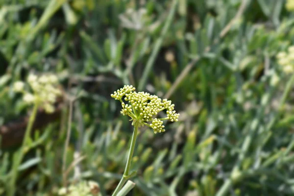 Koper Morski Nazwa Łacińska Crithmum Maritimum — Zdjęcie stockowe