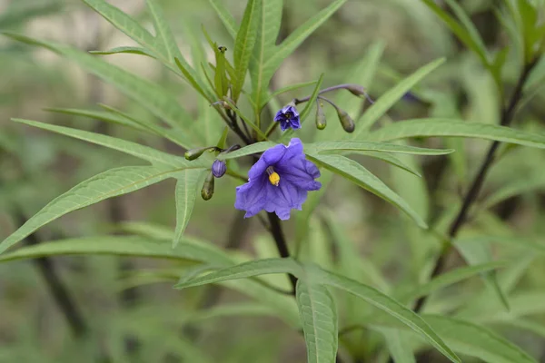 Flores Manzana Canguro Nombre Latino Solanum Laciniatum — Foto de Stock