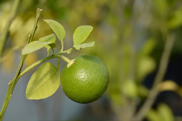 Grapefruit Unripe Fruit Latin Name Citrus Paradisi — Stock Photo, Image