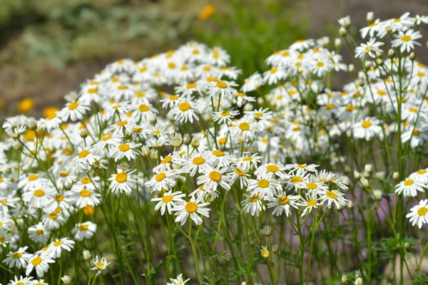 Corymb Flower Tansy 라틴어 Tanacetum Corymbosum — 스톡 사진