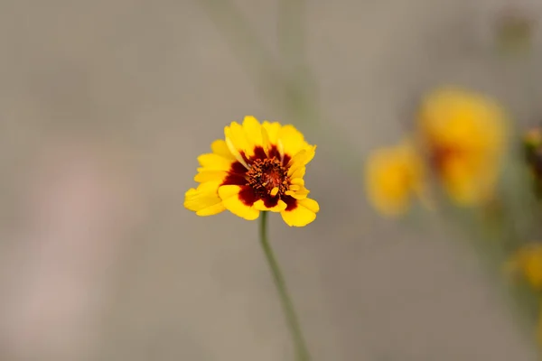 Kwiat Rzepaku Zwyczajnego Nazwa Łacińska Coreopsis Tinctoria — Zdjęcie stockowe