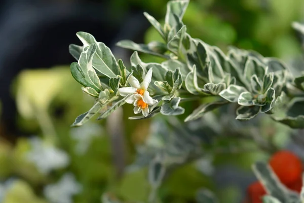 Jerusalém Variegada Flores Cereja Nome Latino Solanum Pseudocapsicum Variegata — Fotografia de Stock