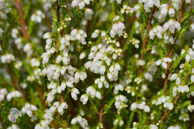 Beyaz çan çiçekleri - Latince adı - Erica gracilis Alba