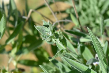 Ortak adaçayı - Latince Adı - Ada çayı