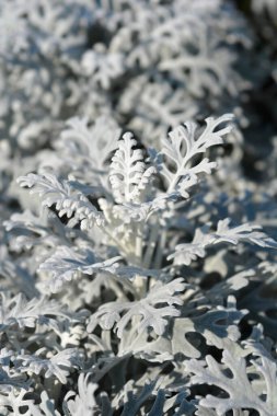 Gümüş ragwort yaprakları - Latince adı - Jacobaea maritima (Senecio cineraria)