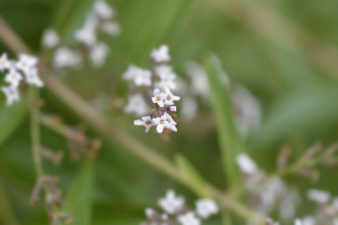 Limon verbena küçük çiçekler - Latince adı - Aloysia citriodora (Aloysia triphylla)