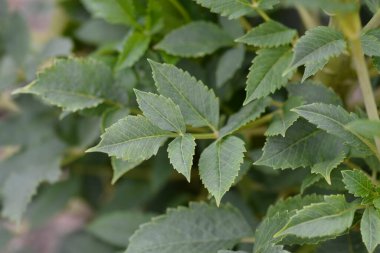 Dahlia Aşkım Latince adı Dahlia Aşkım