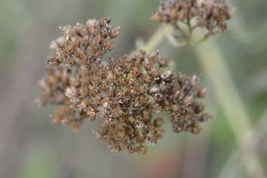 Dağ yarığı tohumu başı - Latince adı Achillea collina