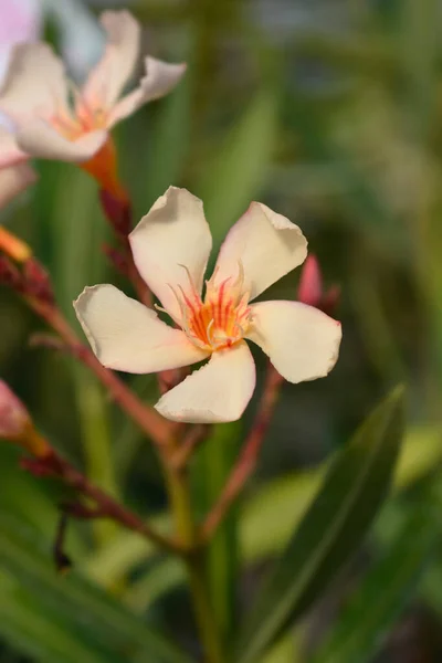 Közönséges Oleander Sápadt Sárgabarack Virágok Latin Név Nerium Oleander — Stock Fotó