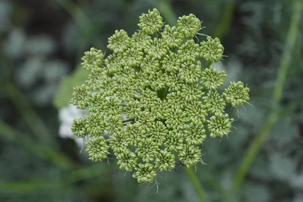 歯肉ブルテンボール ラテン語名 Ammi Visnaga Bluttenball — ストック写真