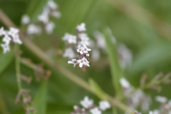 レモンベルベナ小花 ラテン語名 アロイシア シトリオドラ Aloysia Triphylla — ストック写真