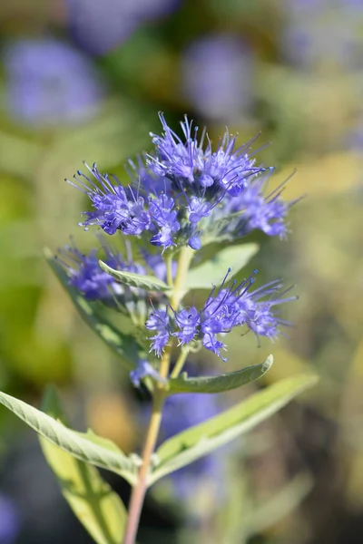 Bluebeard Flowers Latin Name Caryopteris Clandonensis — Stock Photo, Image