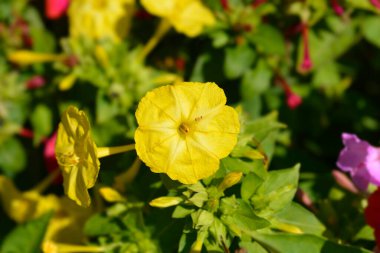 Peru Marvel - Latince adı - Mirabilis Jalapa