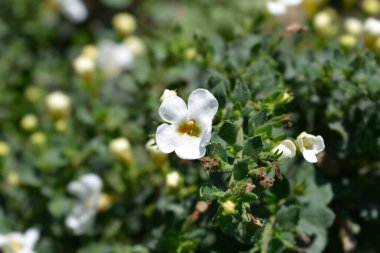 Süslü bacopa çiçekleri - Latince adı Chaenostoma cordatum