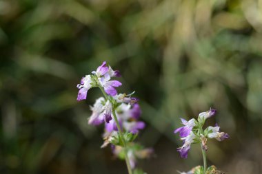 Çin evlerinde çiçekler - Latince adı - Collinsia heterofilla