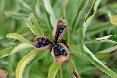Vahşi şakayık tohumları - Latince adı - Paeonia mascula