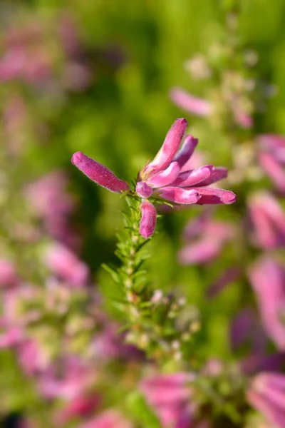 Whorl Heath Flowers Łacińska Nazwa Erica Verticillata — Zdjęcie stockowe