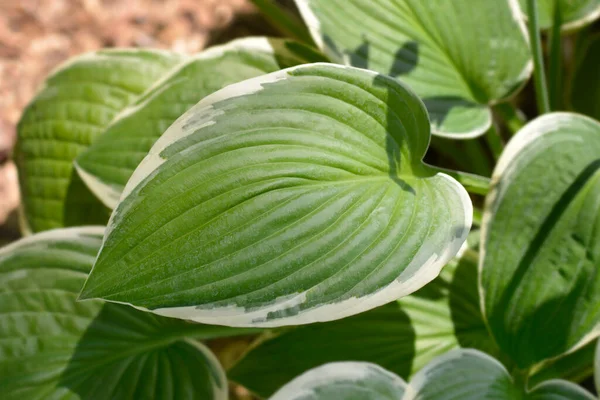 Plantain Lily Francee Leaves Latin Name Hosta Hybrid Francee — Stock Photo, Image